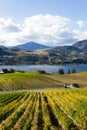 Okanagan Falls Skaha Lake Vineyard Royalty Free Stock Photo