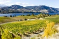 Okanagan Falls Skaha Lake Vineyard Royalty Free Stock Photo