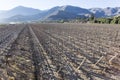 View of grapes field in Pisco Elqui Royalty Free Stock Photo