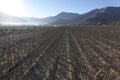 View of grapes field in Pisco Elqui Royalty Free Stock Photo