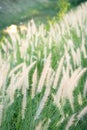View of Grass backlit Royalty Free Stock Photo
