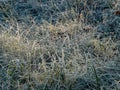 View of grass covered with big ice crystals of white early morning frost on plants in the end of autumn and early winter in bright Royalty Free Stock Photo