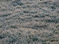 View of grass covered with big ice crystals of white early morning frost on plants in the end of autumn and early winter. Ice on Royalty Free Stock Photo