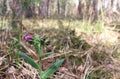 Purple flower in the forest on a sunny day Royalty Free Stock Photo