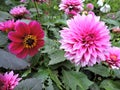 Pink asters and red flower, Suomenlinna, Helsinki