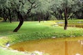 View of grass, trees and vegetation in the forest outdoors by the lake Royalty Free Stock Photo