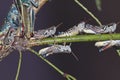 A View of Grasshoppers on a Branch