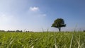 View on grassland from a low angle, a lonely tree standing gracefully on the horizon.Pi