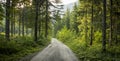 View on a gravel road ( gravelroad) in the Austrian alps. At both sides of the road are pine trees Royalty Free Stock Photo