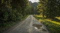 View on a gravelroad in an alpine landscape, with pine trees on both sides of the road Royalty Free Stock Photo