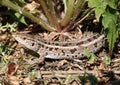 view of a gray-brown female nimble lizard against the background of dandelion leaves Royalty Free Stock Photo