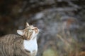 View of a gray cat attracted by a noise near a stream Royalty Free Stock Photo