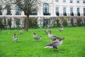 View of gray geese on a lawn near Greenwich Park in London Royalty Free Stock Photo