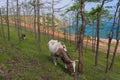 View of a grazing cow on the steep shore of Lake Baikal on Olkhon Island on a summer clear day Royalty Free Stock Photo