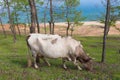 View of a grazing cow on the steep shore of Lake Baikal on Olkhon Island on a summer clear day Royalty Free Stock Photo