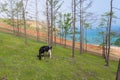 View of a grazing cow on the steep shore of Lake Baikal on Olkhon Island on a summer clear day Royalty Free Stock Photo