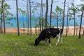 View of a grazing cow on the steep shore of Lake Baikal on Olkhon Island on a summer clear day Royalty Free Stock Photo