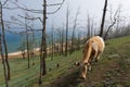 View of a grazing cow on the steep shore of Lake Baikal on Olkhon Island on a summer clear day Royalty Free Stock Photo