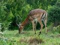 Grazing male Impala in the rain Royalty Free Stock Photo