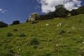 Grazing sheep Royalty Free Stock Photo