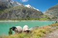 View of grazing sheep flock