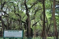 View of the great banyan tree inside Acharya Jagadish Chandra Bose Indian Botanic Garden, Shibpur Royalty Free Stock Photo