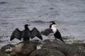 View of a great black-backed gull and great cormorant birds sitting on wet rocks in the water Royalty Free Stock Photo