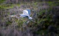 View of great blue heron taking flight. Royalty Free Stock Photo