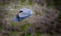 View of great blue heron taking flight. Royalty Free Stock Photo
