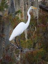 Great egret standing on a cypress tree in Lake Martin