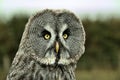 A view of a Great Gray Owl Royalty Free Stock Photo