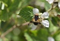Pollinator on Wild Raspberry Flower in West Central Scotland