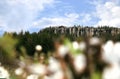 Great Szczeliniec, the peak in the Stolowe Mountains in Poland and blooming hedge with cherry plum.