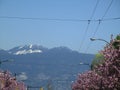 View of Greater Vancouver`s Northshore Mountains with pink cherry blossoms in the foreground, British Columbia, Canada, 2018