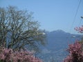 View of Greater Vancouver`s Northshore Mountains with pink cherry blossoms in the foreground, British Columbia, Canada, 2018