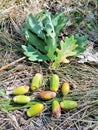 View of green acorns on the grass and oak branch in the wood Royalty Free Stock Photo