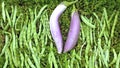 View of the green beans and eggplants on top of the succulent plants in the garden Royalty Free Stock Photo