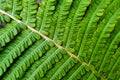 View of a green branch of a bush in the park.