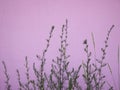 View of green bushes, grass and pink wall Royalty Free Stock Photo