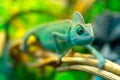 View of a green chameleon. Royalty Free Stock Photo