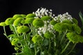View of green chrysanthemum bouquet with white flowers, black background, Royalty Free Stock Photo
