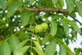 Closeup view on green common walnuts on the branch.