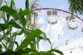 corn stalks and ferris wheel