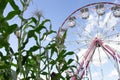 corn stalks and ferris wheel