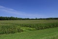 View of green cornfield with blue sky Royalty Free Stock Photo