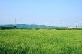 View of the green crop field in Jechun, South Korea