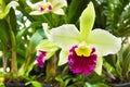 Green dendrobium orchid in Thailand Royalty Free Stock Photo