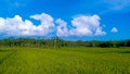 the view of the green expanse of rice fields and the blue sky