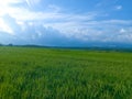 the view of the green expanse of rice fields and the blue sky