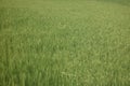 view of green expanse of rice fields in the rice fields Royalty Free Stock Photo